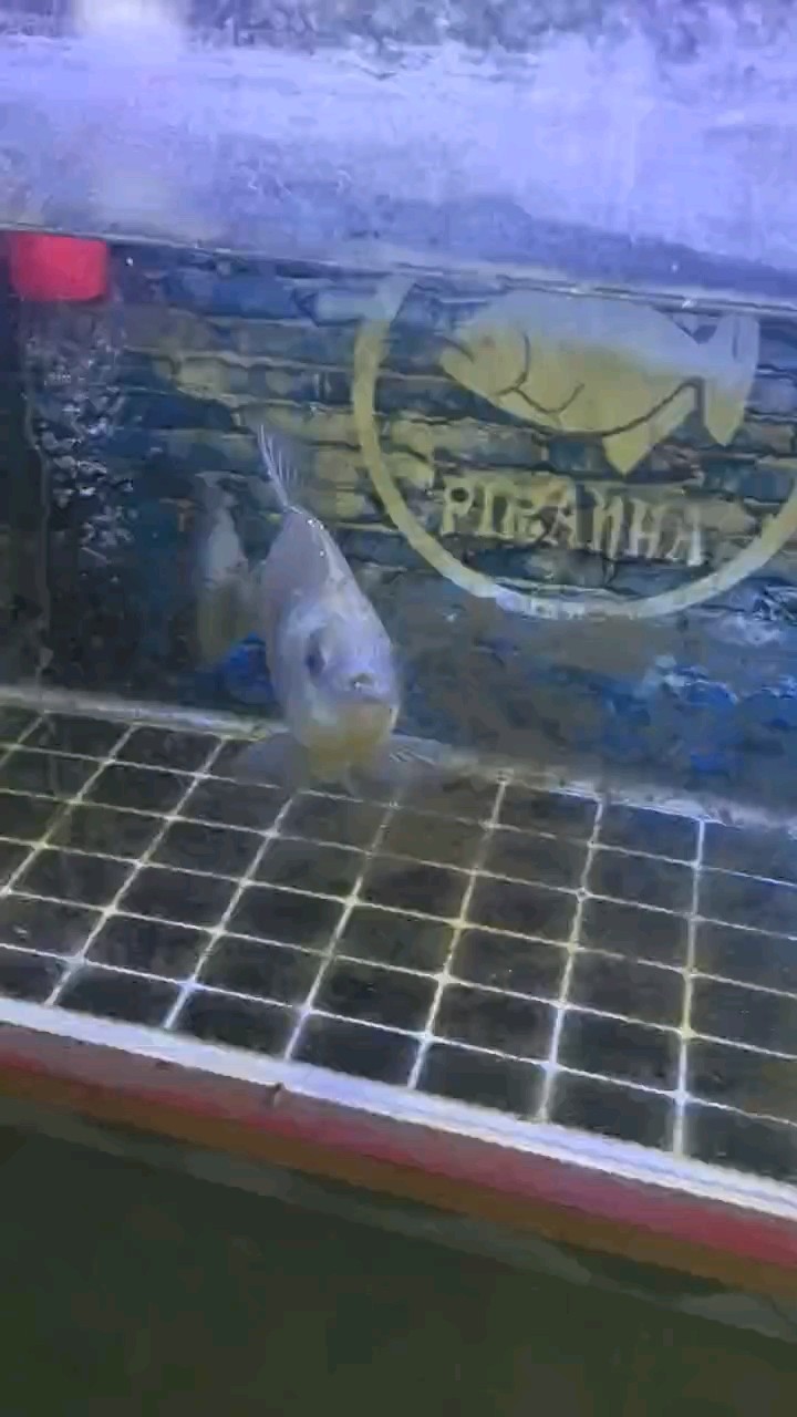 岀