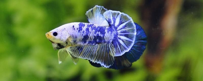詳細閱讀:泰國虎魚適合的溫度和濕度:泰國虎魚的適宜溫度 泰國虎魚適合的溫度和濕度:泰國虎魚的適宜溫度