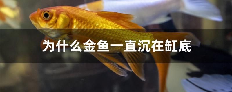 為什么金魚一直沉在缸底 為什么金魚一直沉在缸底 全國(guó)水族館企業(yè)名錄 第1張