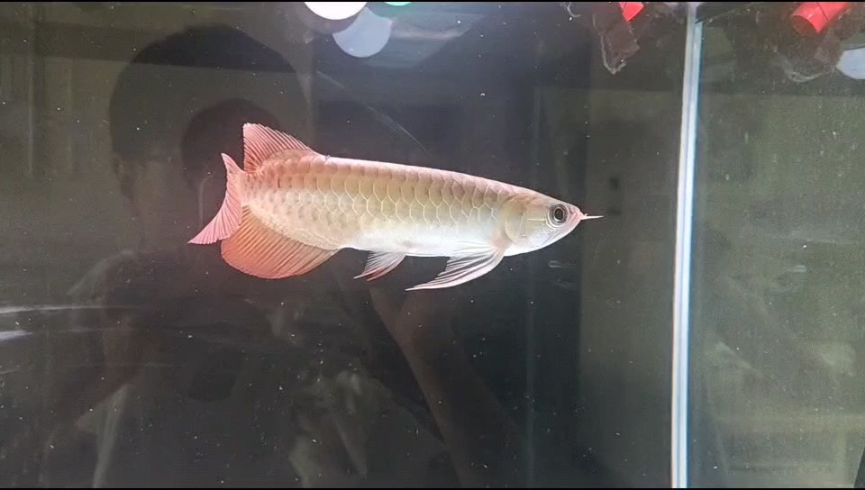 新入缸小龍魚，能算上中品嗎
