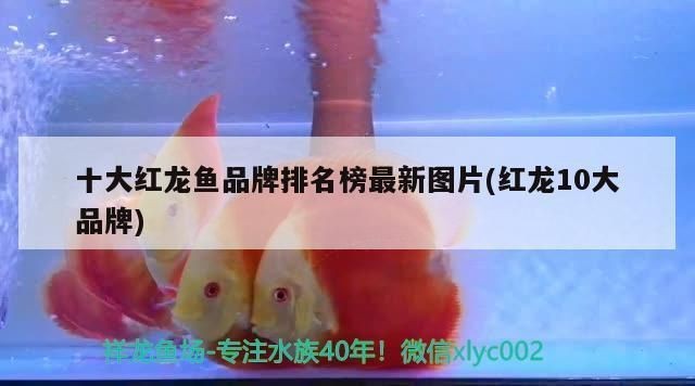 中國紅龍魚品牌排行：中國紅龍魚品牌排行榜