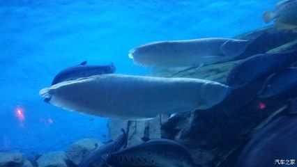 煙臺龍魚vs祥龍魚場（探討煙臺龍魚與祥龍魚場的區(qū)別） 煙臺龍魚vs祥龍魚場（探討煙臺龍魚與祥龍魚場的區(qū)別） 全國水族館企業(yè)名錄 第3張
