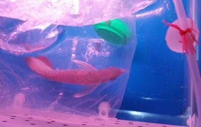 煙臺龍魚vs祥龍魚場（探討煙臺龍魚與祥龍魚場的區(qū)別） 煙臺龍魚vs祥龍魚場（探討煙臺龍魚與祥龍魚場的區(qū)別） 全國水族館企業(yè)名錄 第5張