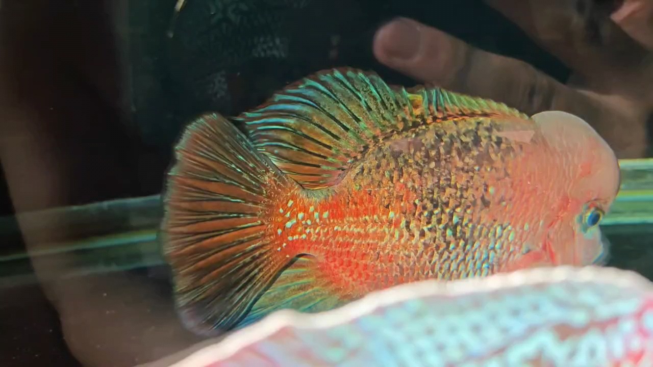 陽光不錯嗮嗮魚