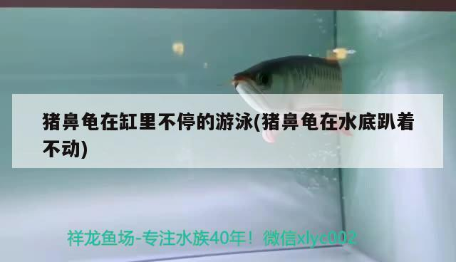 豬鼻龜在缸里不停的游泳(豬鼻龜在水底趴著不動)
