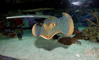 如何判斷魟魚飽腹感：判斷魟魚是否飽腹可以通過觀察其行為和生理狀態來進行