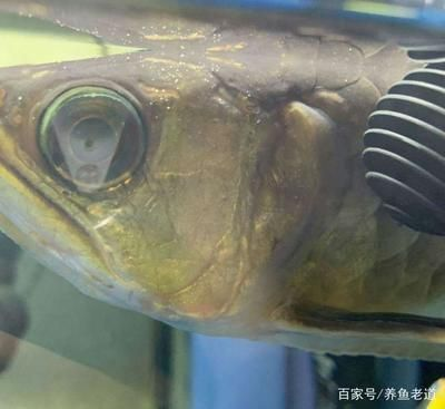 創寧加熱棒異常報警e6怎么辦（創寧加熱棒異常報警e6怎么辦啊）