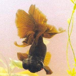 黑色觀賞魚種類（黑色觀賞魚的種類與分布觀賞魚的種類與分布觀賞魚的飼養技巧）