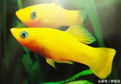 黑色觀賞魚種類（黑色觀賞魚的種類與分布觀賞魚的種類與分布觀賞魚的飼養技巧）