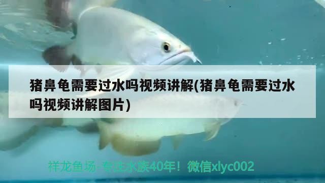 豬鼻龜需要過水嗎視頻講解(豬鼻龜需要過水嗎視頻講解圖片)