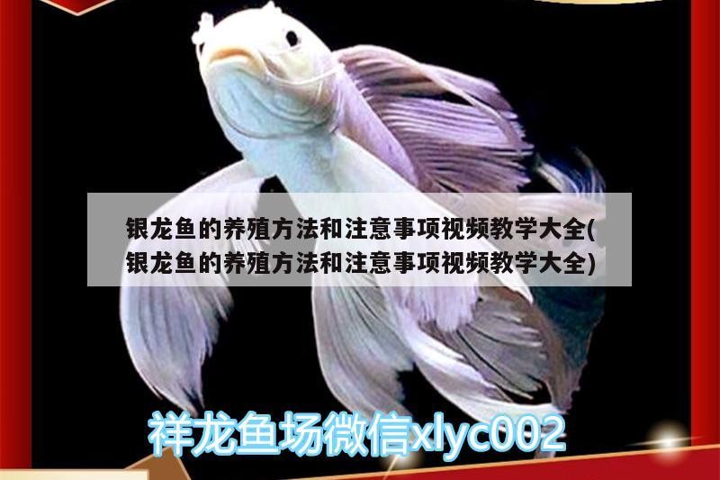 銀龍魚的養殖方法和注意事項視頻教學大全(銀龍魚的養殖方法和注意事項視頻教學大全)