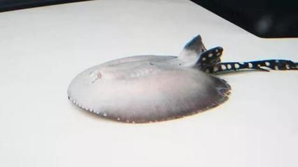 魟魚不游動不吃東西：\"魟魚不游動不吃東西\"