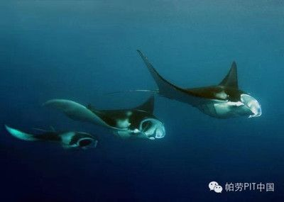 魟魚不游動不吃東西：\"魟魚不游動不吃東西\"