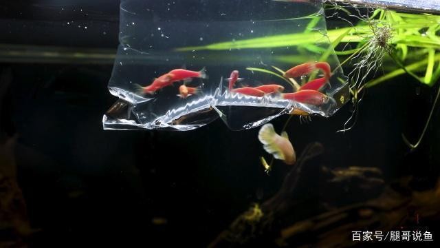 魚缸潛水泵常開好還是定時好 魚缸潛水泵常開好還是定時好 魚缸百科