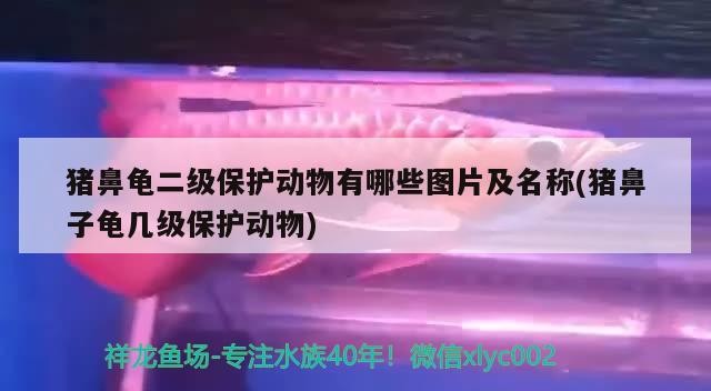豬鼻龜二級保護動物有哪些圖片及名稱(豬鼻子龜幾級保護動物)