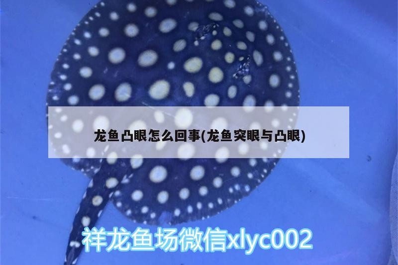 龍魚凸眼怎么回事(龍魚突眼與凸眼)