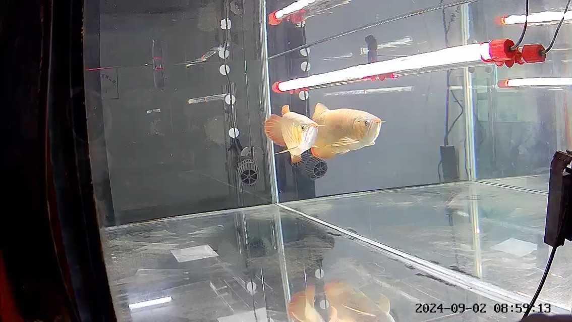 越來越喜歡了 越來越喜歡了 龍魚論壇