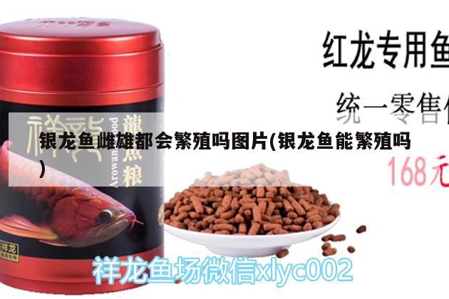 銀龍魚雌雄都會繁殖嗎圖片(銀龍魚能繁殖嗎)