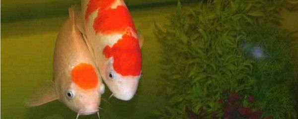 60寬的魚缸能養到多大錦鯉：錦鯉養殖方法龍其體型較大的魚缸養殖方法龍其體型較大