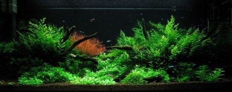 北方魚缸適合養什么水草：北方魚缸適合養哪些水草