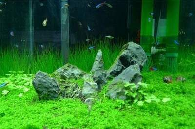 北方魚缸適合養什么水草：北方魚缸適合養哪些水草