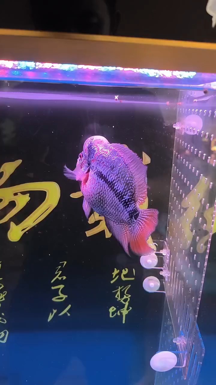 早上好，親愛的[baobao][baobao] 早上好，親愛的[baobao][baobao] 龍魚論壇
