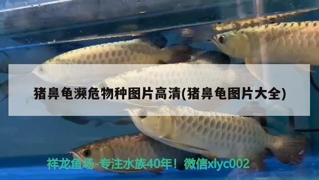豬鼻龜瀕危物種圖片高清(豬鼻龜圖片大全)