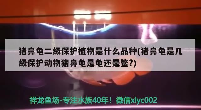豬鼻龜二級保護植物是什么品種(豬鼻龜是幾級保護動物豬鼻龜是龜還是鱉?)