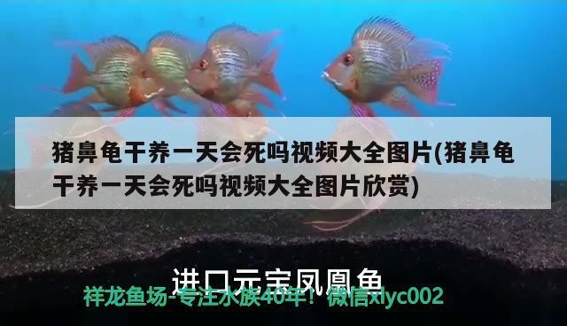 豬鼻龜干養一天會死嗎視頻大全圖片(豬鼻龜干養一天會死嗎視頻大全圖片欣賞)