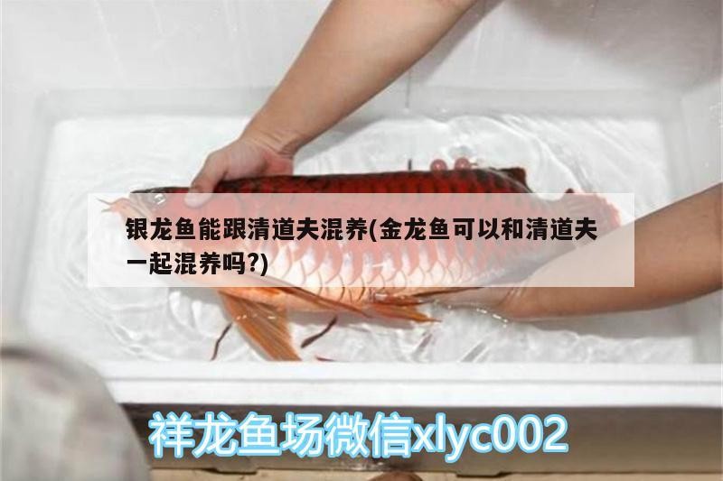 銀龍魚(yú)能跟清道夫混養(yǎng)(金龍魚(yú)可以和清道夫一起混養(yǎng)嗎?)