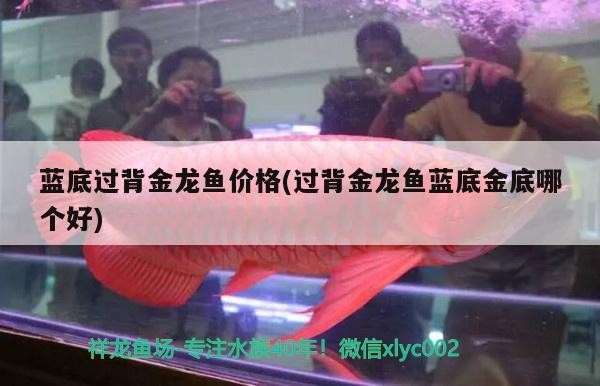 藍底過背金龍魚價格(過背金龍魚藍底金底哪個好)