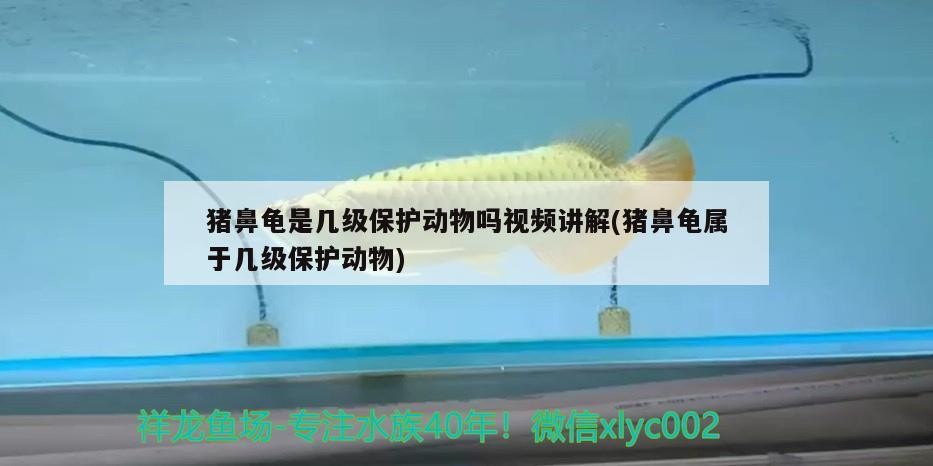 豬鼻龜是幾級保護動物嗎視頻講解(豬鼻龜屬于幾級保護動物)