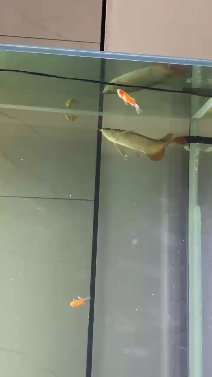 喂魚喂魚