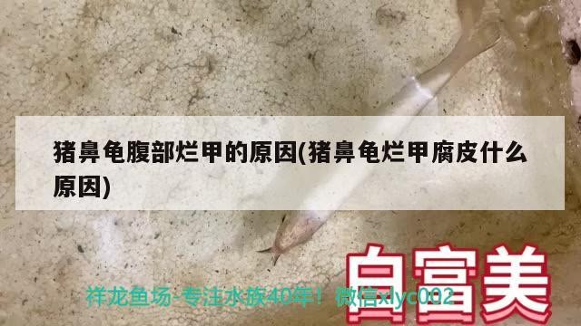 豬鼻龜腹部爛甲的原因(豬鼻龜爛甲腐皮什么原因) 豬鼻龜腹部爛甲的原因(豬鼻龜爛甲腐皮什么原因) 豬鼻龜百科