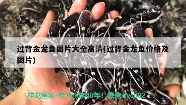 過背金龍魚圖片大全高清(過背金龍魚價格及圖片)