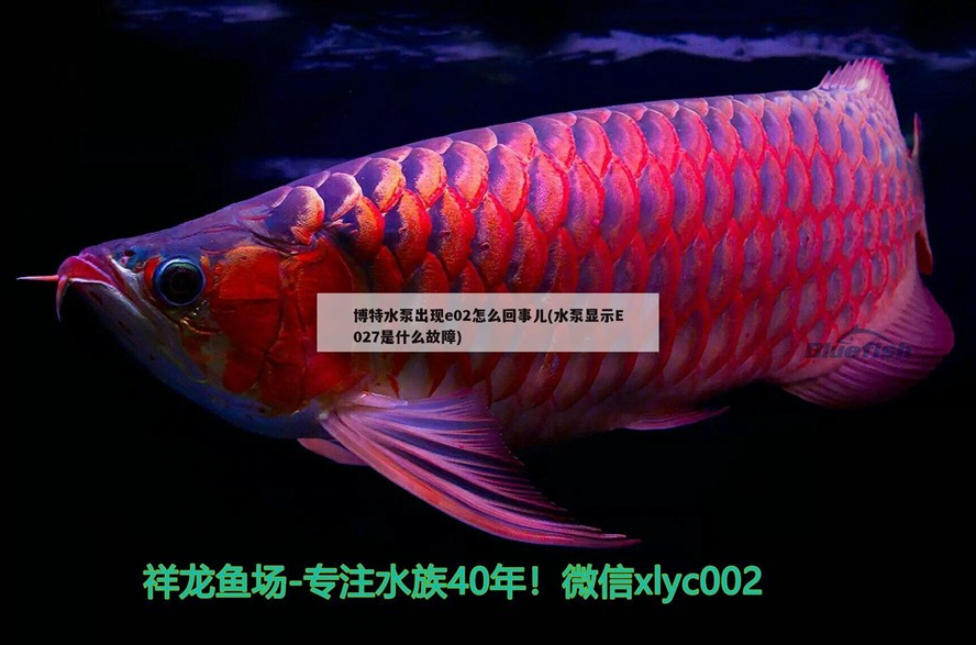 魚缸用增氧泵價格是多少:魚缸增氧機-xtrac增氧機-xtrac增氧機 博特水泵出現(xiàn)e02怎么回事兒(水泵顯示E027是什么故障) 博特水族 博特水泵出現(xiàn)e02怎么回事兒(水泵顯示E027是什么故障) 博特水泵出現(xiàn)e02怎么回事兒(水泵顯示E027是什么故障) 博特水族