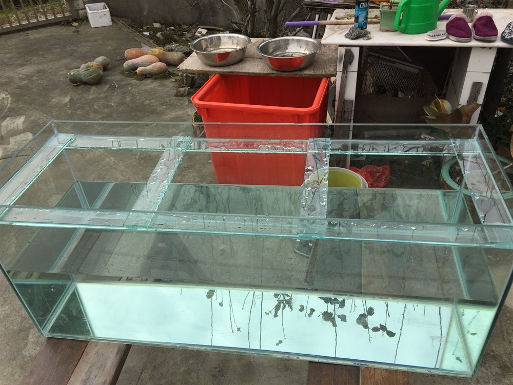 80cm魚(yú)缸用加拉筋嗎：\80cm魚(yú)缸用加拉筋嗎\"80cm魚(yú)缸拉筋的注意事項(xiàng)