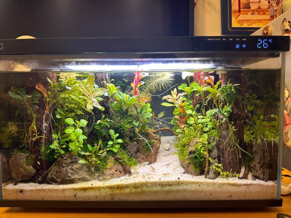 小米魚缸