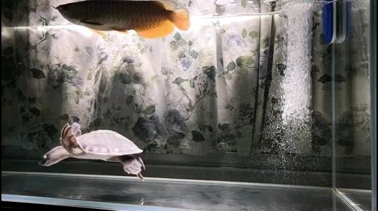 森森魚缸一米價格