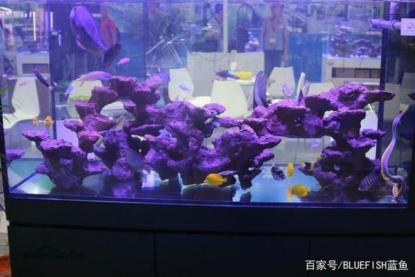 魚缸過濾器可以放在水里嗎有毒嗎安全嗎知乎