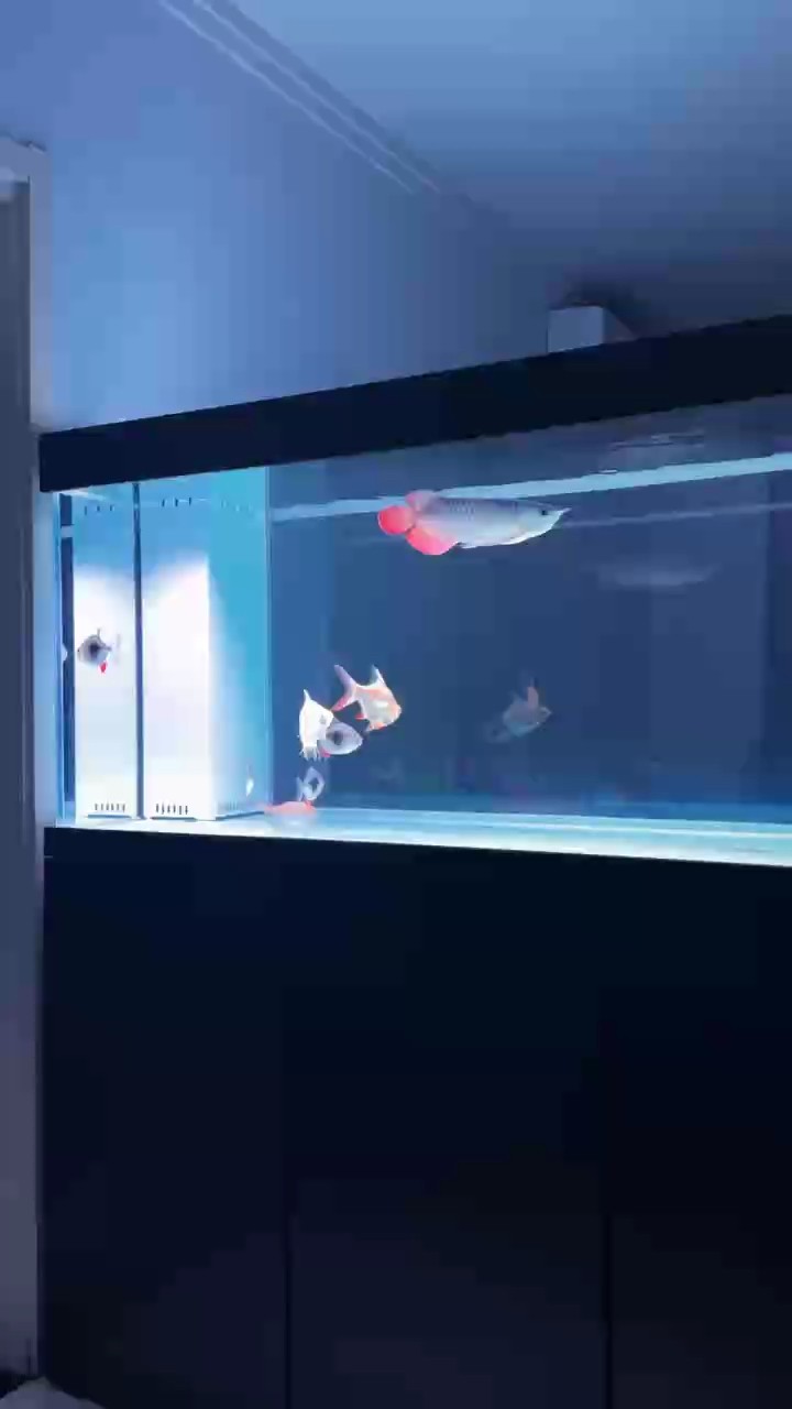 自從養(yǎng)了魚下班好像就沒有夜生活了