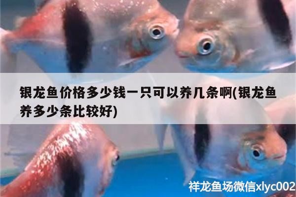 銀龍魚價格多少錢一只可以養幾條啊(銀龍魚養多少條比較好)