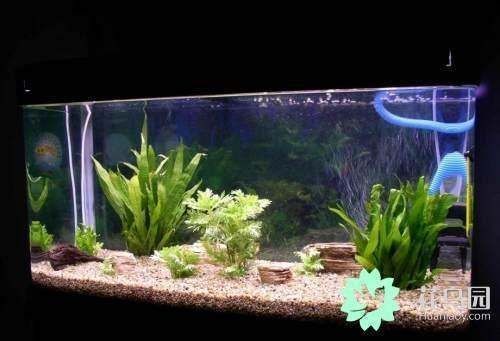 大型魚缸適合養水草嗎：大型魚缸養水草與普通魚缸的區別在于其生態系統的構建