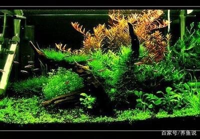 大型魚缸適合養水草嗎：大型魚缸養水草與普通魚缸的區別在于其生態系統的構建