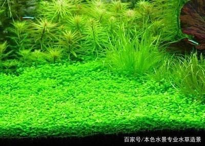 大型魚缸適合養水草嗎：大型魚缸養水草與普通魚缸的區別在于其生態系統的構建