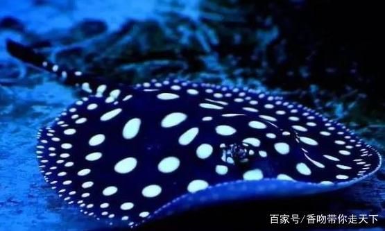 魔鬼魚和赤魟的區別：赤魟與魔鬼魚的區別