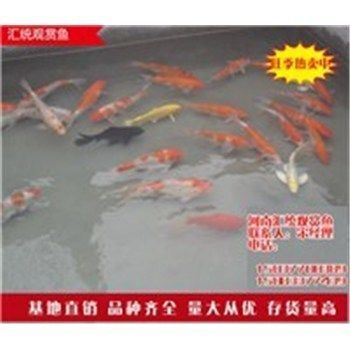 龍魚飼養(yǎng)手冊電子書vs祥龍魚場：龍魚飼養(yǎng)常見誤區(qū)