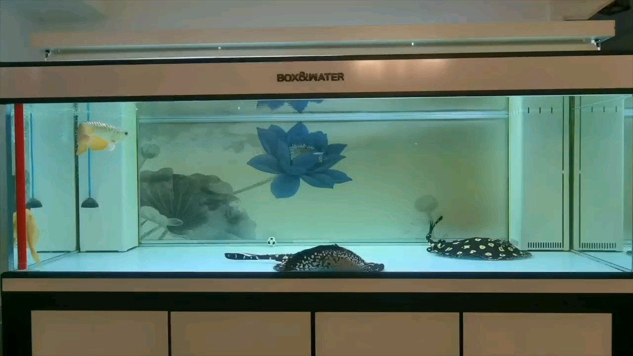 成長是一次次的蛻變！ 成長是一次次的蛻變！ 龍魚論壇