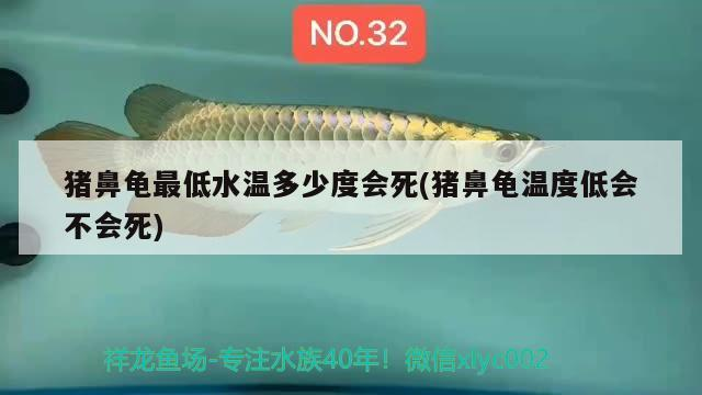豬鼻龜最低水溫多少度會死(豬鼻龜溫度低會不會死)