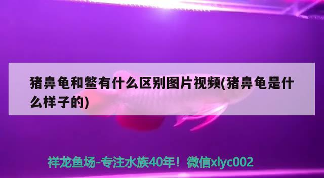 豬鼻龜和鱉有什么區別圖片視頻(豬鼻龜是什么樣子的)